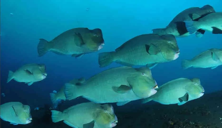Sipadan Dive Adventure 2027 Trip Extension Sipadan Dive Adventure 2027 Trip Extension