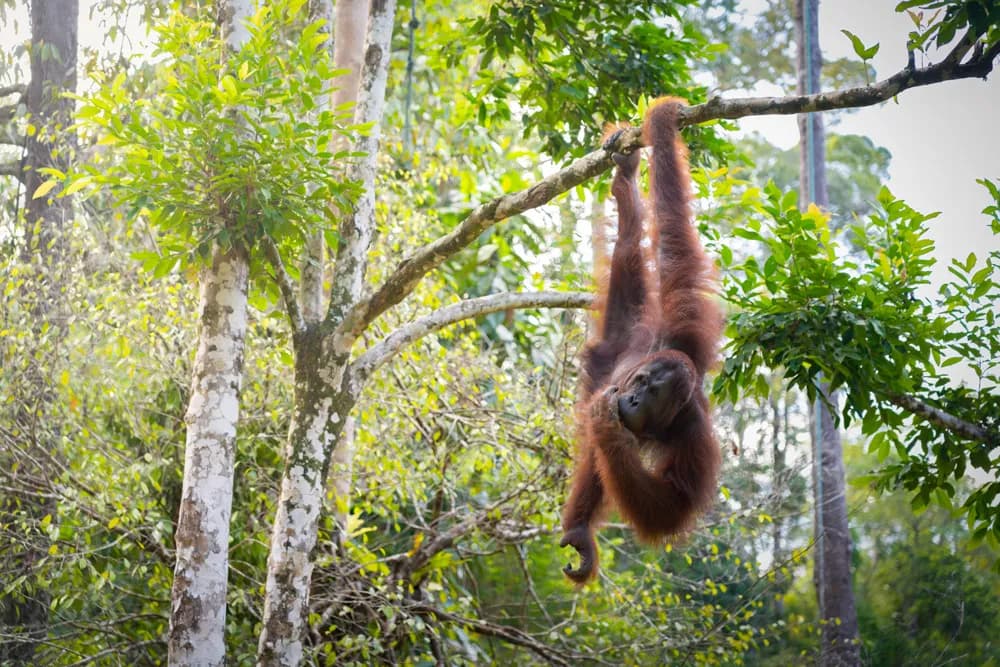 Borneo Safari: Orangutans; Pygmy Elephants & More Trip Extension Borneo Safari: Orangutans; Pygmy Elephants & More Trip Extension