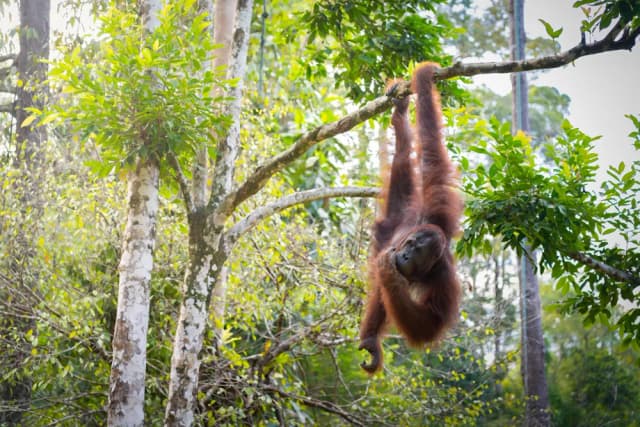 Borneo Safari: Orangutans; Pygmy Elephants & More Borneo Safari: Orangutans; Pygmy Elephants & More