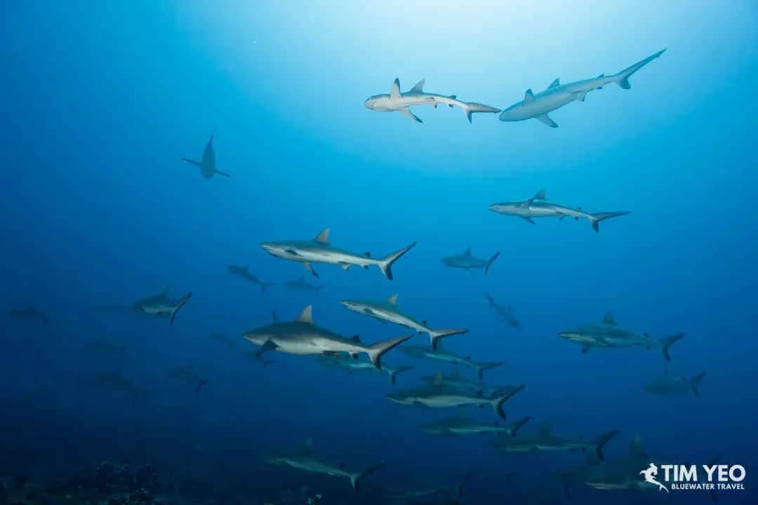 Fakarava Wall Of Sharks Trip 2026 Trip Extension Fakarava Wall Of Sharks Trip 2026 Trip Extension
