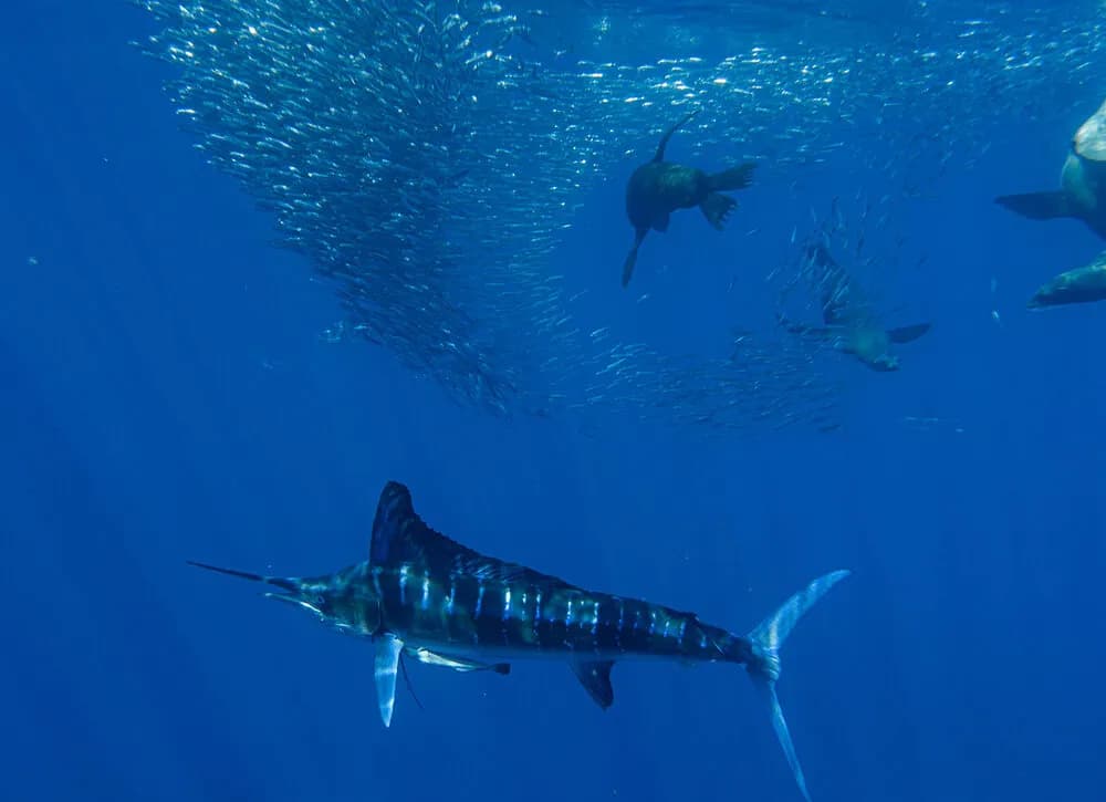 Magdalena Bay Striped Marlin Sardine Run 2026 Trip Extension Magdalena Bay Striped Marlin Sardine Run 2026 Trip Extension