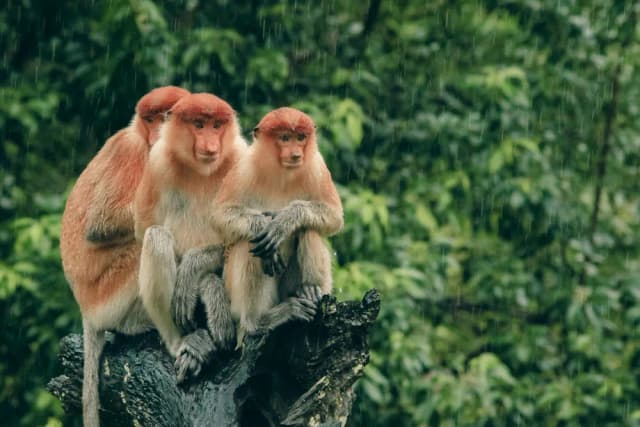 Borneo Safari 2028: Orangutans; Pygmy Elephants & More Borneo Safari 2028: Orangutans; Pygmy Elephants & More