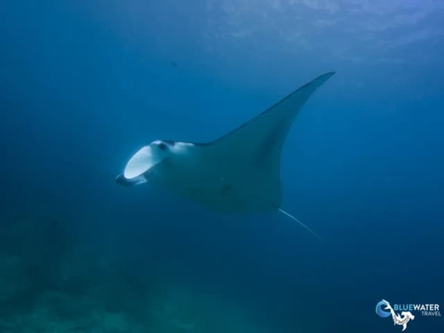Discover Komodo On The Amira August 2028 Discover Komodo On The Amira August 2028