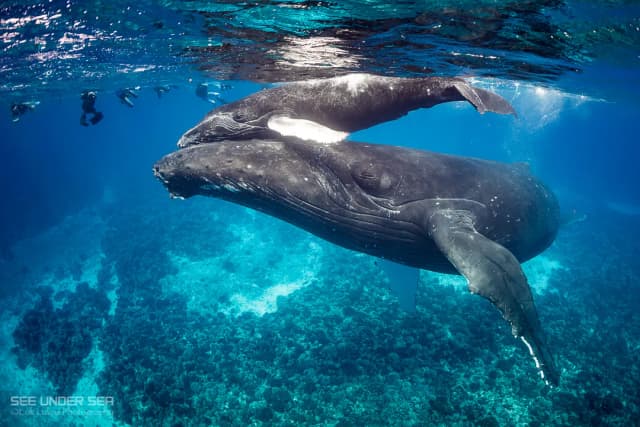 Close Encounters With Humpback Whales In French Polynesia 2027 Close Encounters With Humpback Whales In French Polynesia 2027