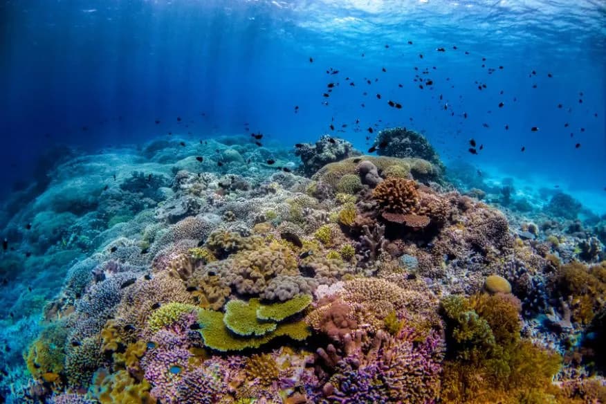 Tubbataha Liveaboards - image Tubbataha Liveaboards - image
