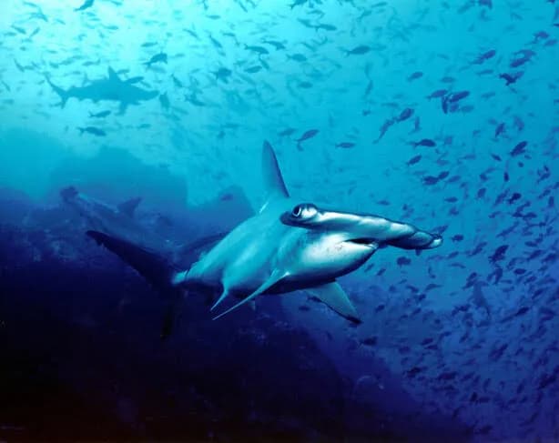 Cocos Island Liveaboards - image Cocos Island Liveaboards - image