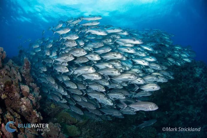 Solomon Islands Liveaboards - image Solomon Islands Liveaboards - image
