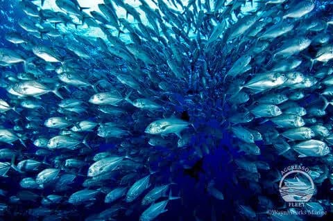Palau Liveaboards - image Palau Liveaboards - image
