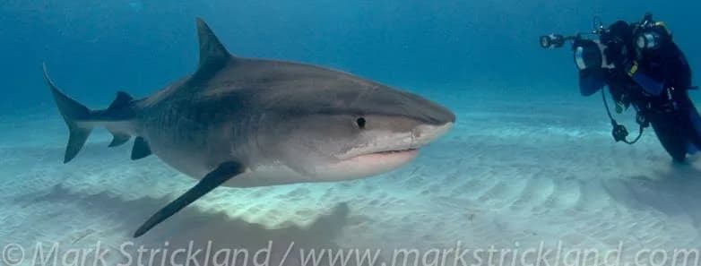 Bahamas Liveaboards - image Bahamas Liveaboards - image