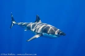 Guadalupe Island Diving - image Guadalupe Island Diving - image