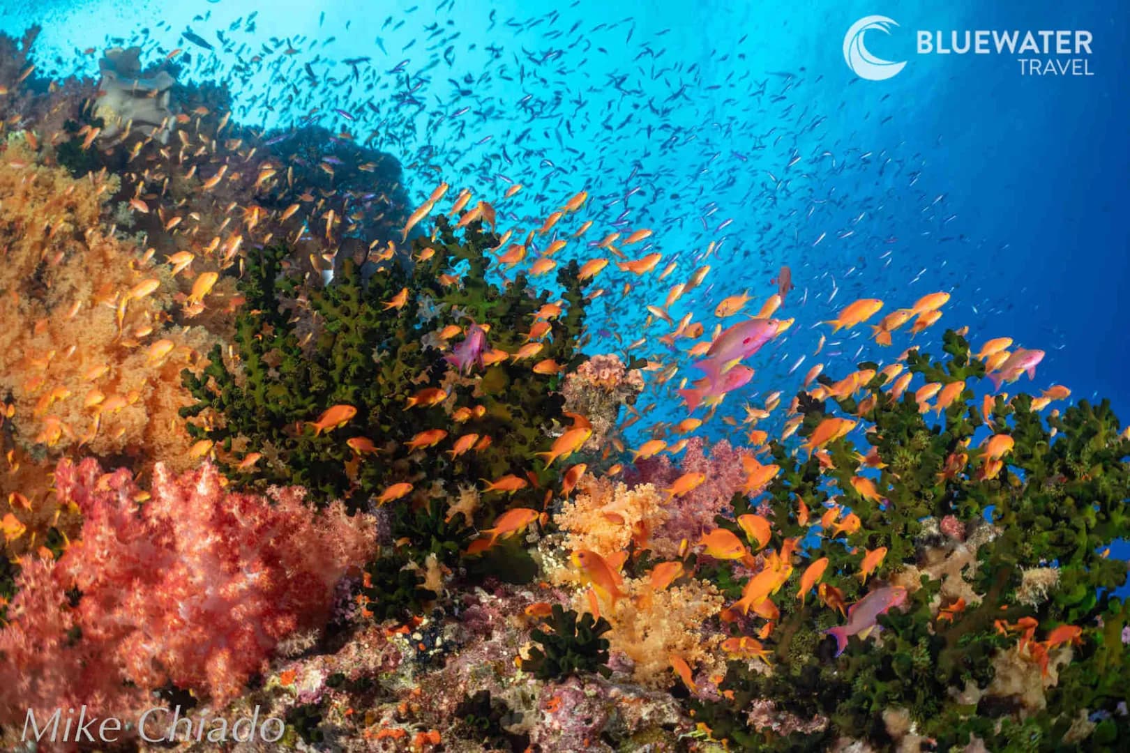 Fiji Dive Resorts - image Fiji Dive Resorts - image