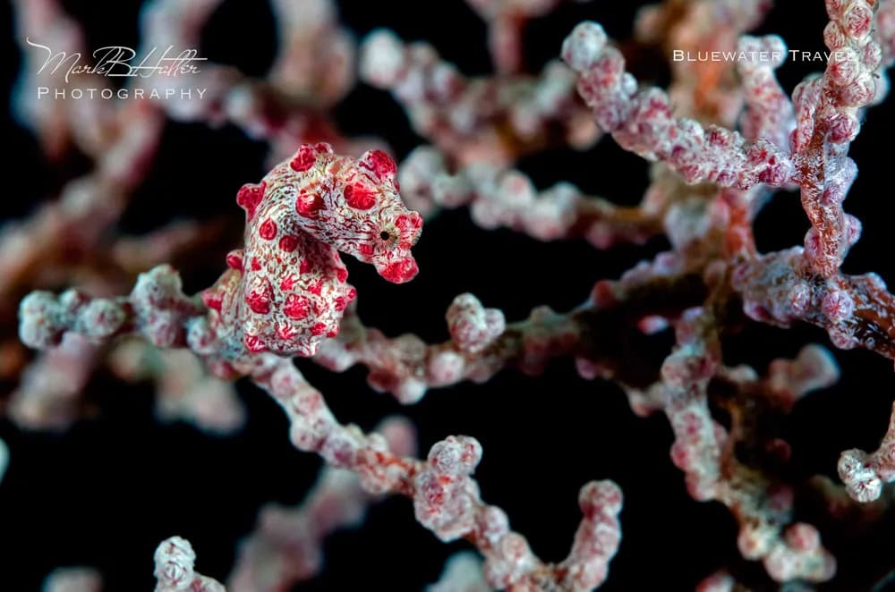 Indonesia Dive Resorts - image Indonesia Dive Resorts - image