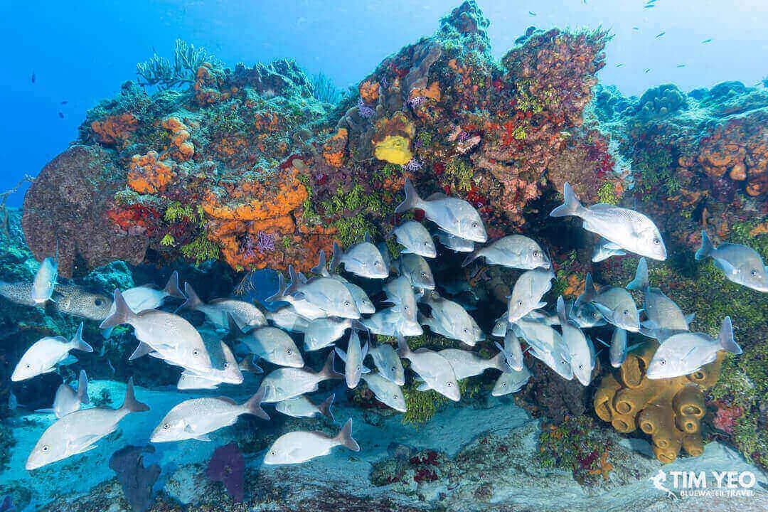 Cozumel Dive Resorts - image Cozumel Dive Resorts - image