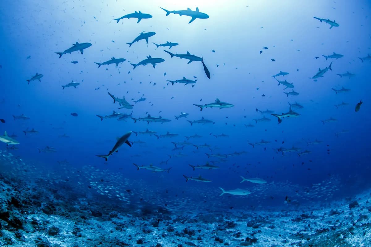 French Polynesia Dive Resorts - image French Polynesia Dive Resorts - image