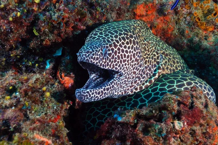 Tofo Scuba & Tilak Lodge - image Tofo Scuba & Tilak Lodge - image